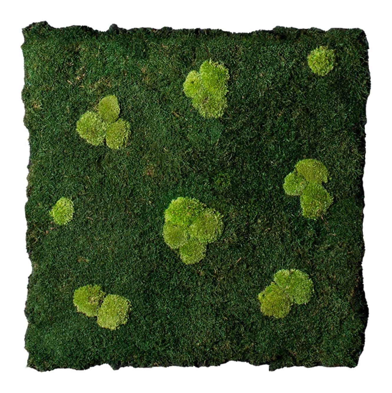 Composition murale Flatmoss & Polemoss