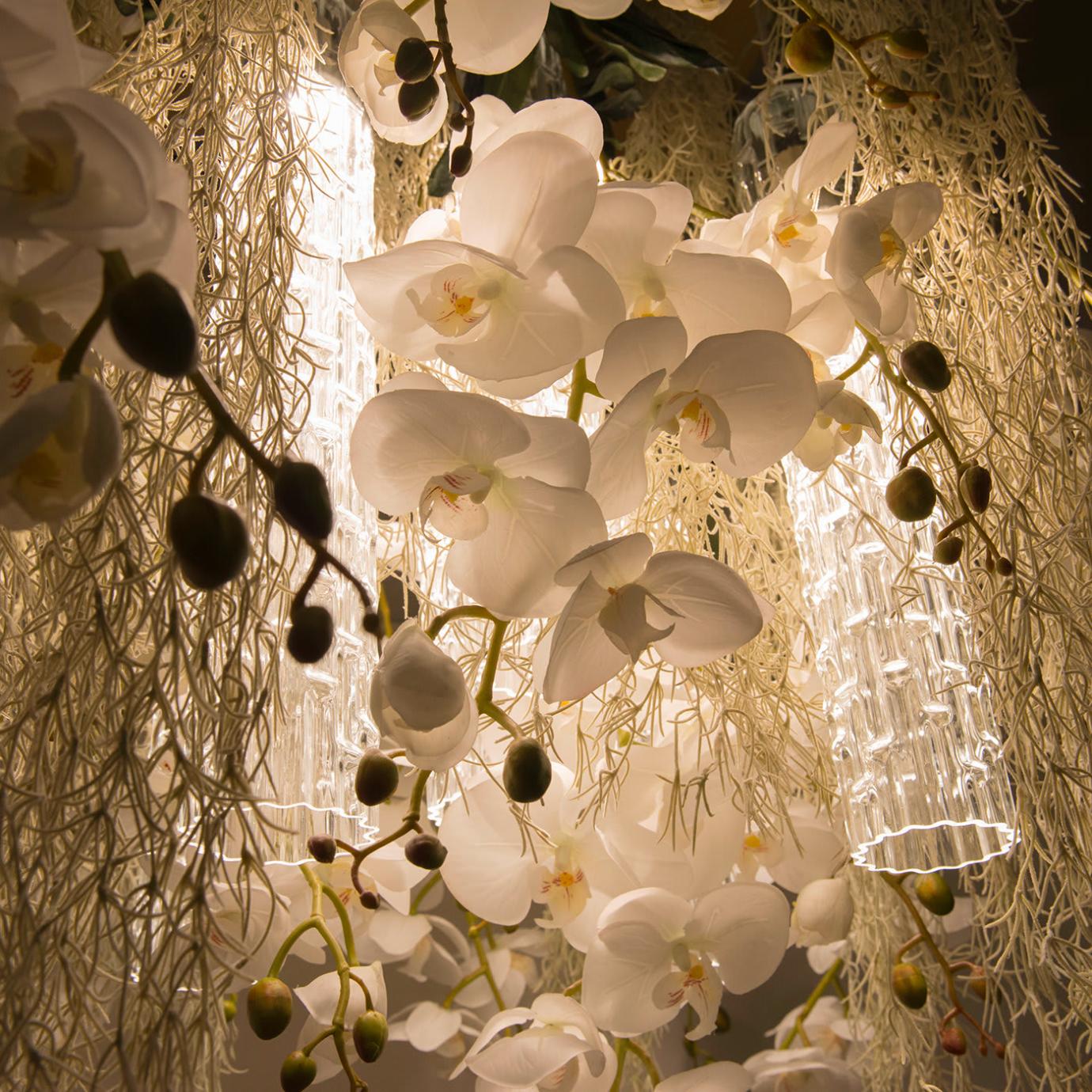 Phalaenopsis kroonluchter