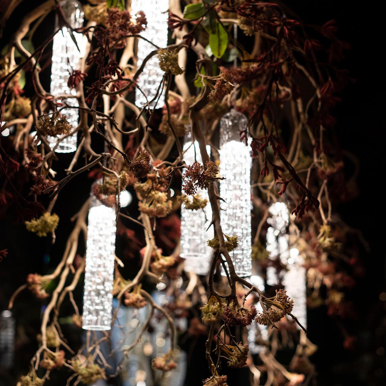 Lustre Manzanita
