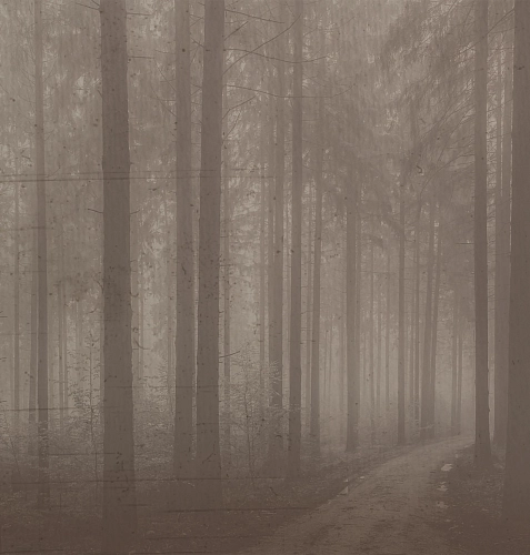 Papier peint Night Forest