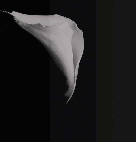 Calla behang